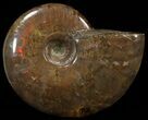 Flashy Red Iridescent Ammonite - Wide #52317-1